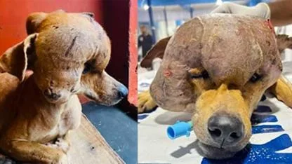 From pain to hope: Stray dog with massive tumor on his head gets a second chance at life in India