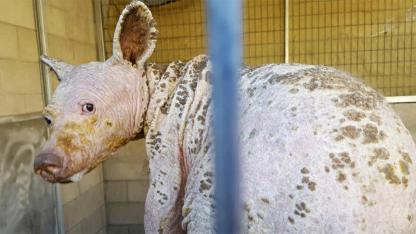 Hairless Bear Found in Dumpster Makes Incredible Recovery After One Year