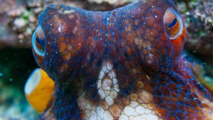 Hidden ‘Octopus City’ Reveals a Secret World Beneath the Waves