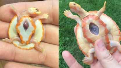 Hope the Albino Turtle With an Exposed Heart Has Died After Six Years of Inspiring the World