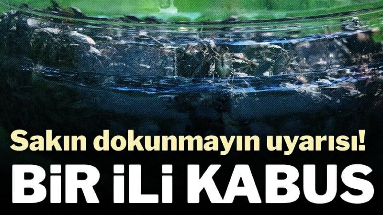 Karadeniz’de kahverengi kokarca paniği: Fındıktan sonra evleri bastı!