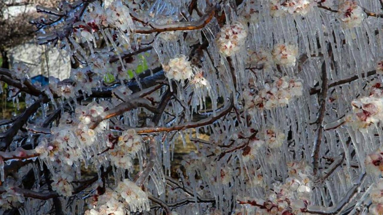 Meteoroloji’den Tarım Uyarısı:Bu 5 İl İçin Zirai Don Alarmı!