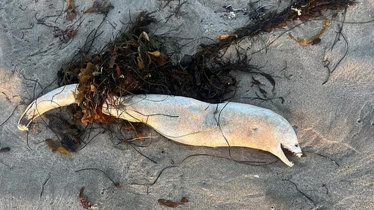 Mysterious Deep-Sea Creature Washes Ashore in Southern California, Startling Beachgoers