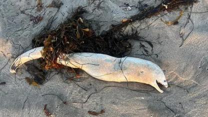 Mysterious Deep-Sea Creature Washes Ashore in Southern California, Startling Beachgoers