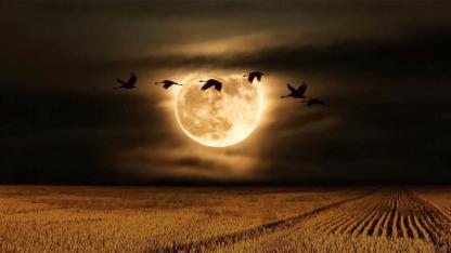 November’s Brilliant Beaver Supermoon 2025: When and How to See the Year’s Closest Full Moon