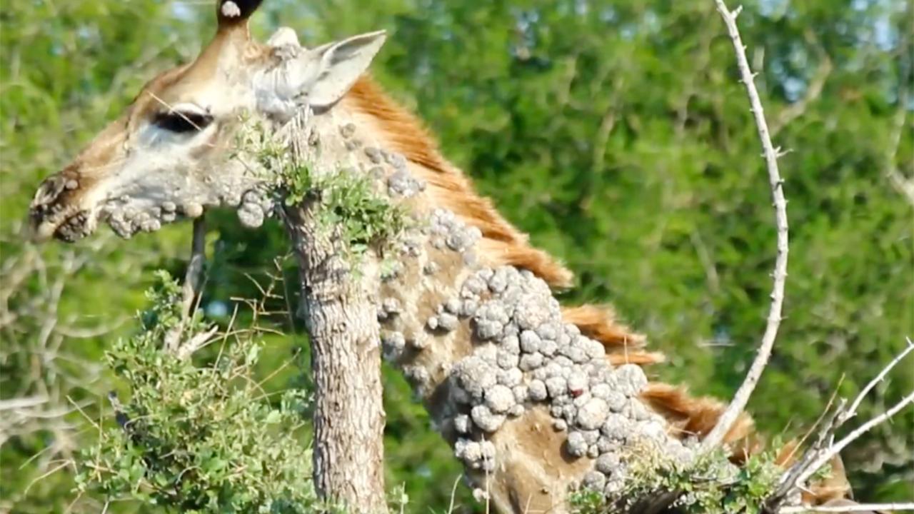 Photographer Captures Mysterious Giraffe in Kruger Park — Experts Reveal the Sad Truth Behind Her Condition