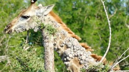 Photographer Captures Mysterious Giraffe in Kruger Park — Experts Reveal the Sad Truth Behind Her Condition