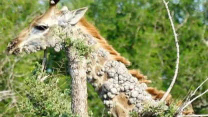 Photographer Captures Mysterious Giraffe in Kruger Park — Experts Reveal the Sad Truth Behind Her Condition