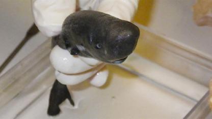 Pocket Sharks: The Tiny, Mysterious Deep-Sea Predators Few Have Ever Seen