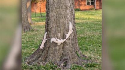 Illinois Man Snaps Photos of Rare White Squirrels — Then Discovers a Hidden Fourth Friend