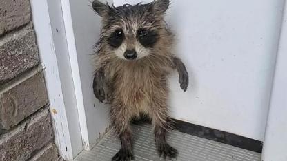 Heartwarming Rescue: Baby Raccoon Found Alone After Massachusetts Storm Finds New Hope