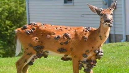 Mutant-Looking Deer With “Bubble Skin” Spotted Across U.S. — But Experts Say It’s Harmless