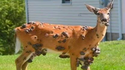 Mutant-Looking Deer With “Bubble Skin” Spotted Across U.S. — But Experts Say It’s Harmless