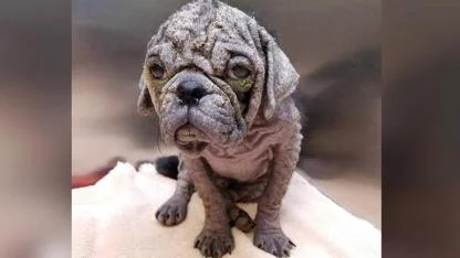 From Neglect to Love: Hairless Stray Pug’s Miraculous Transformation into a Happy, Healthy Dog