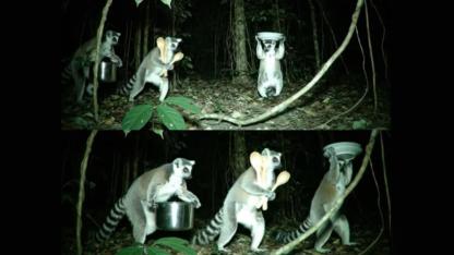 Lemurs Caught Red-Handed: The Madagascar Mystery of the Missing Kitchenware