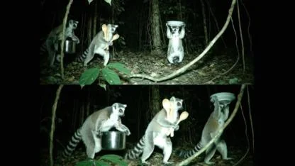Lemurs Caught Red-Handed: The Madagascar Mystery of the Missing Kitchenware