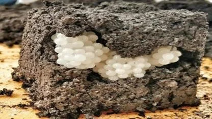 Mysterious White Balls in My Garden Turned Out to Be Something Unexpected