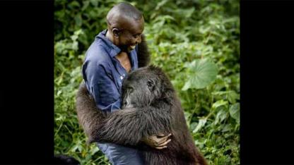 A Hug in the Rainforest: The Heartwarming Bond Between Humans and Gorillas