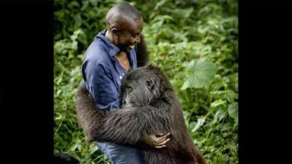 A Hug in the Rainforest: The Heartwarming Bond Between Humans and Gorillas