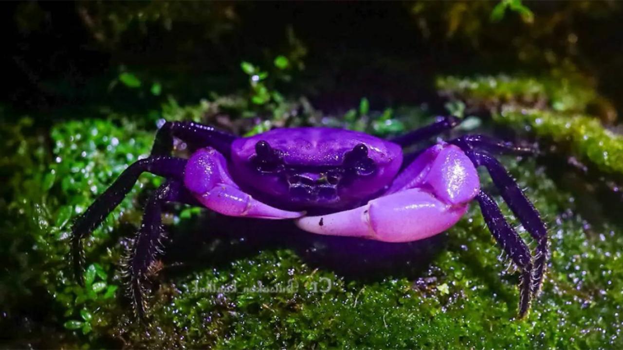 Rare Purple ‘Princess Crab’ Discovered in Thailand’s Kaeng Krachan National Park Amazes Scientists