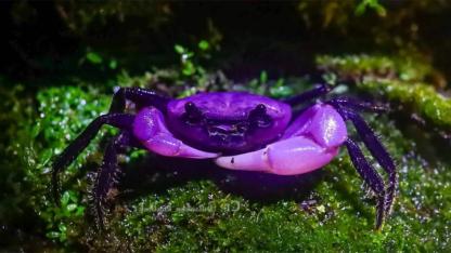 Rare Purple ‘Princess Crab’ Discovered in Thailand’s Kaeng Krachan National Park Amazes Scientists