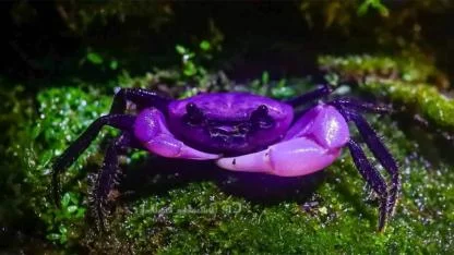 Rare Purple ‘Princess Crab’ Discovered in Thailand’s Kaeng Krachan National Park Amazes Scientists