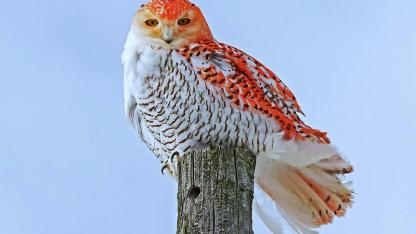 Reddish-Orange Snowy Owl in Huron County Stuns Birdwatchers and Scientists Alike
