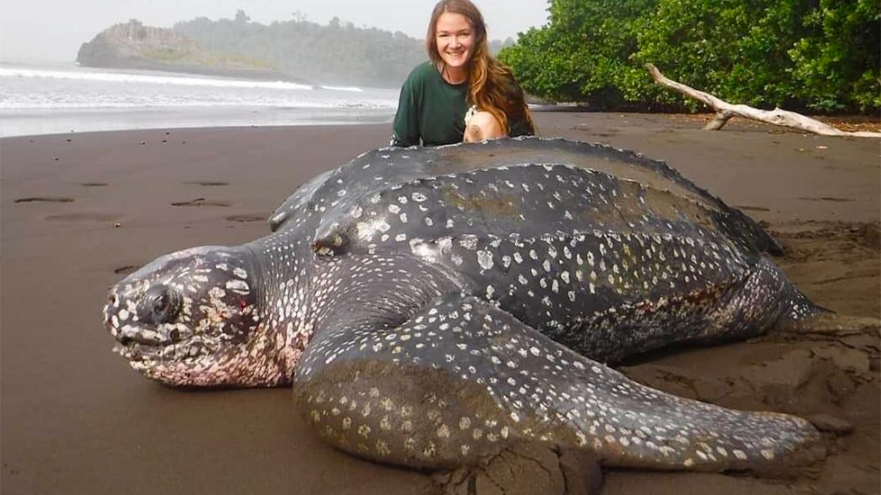 Rescued from the Heat: The Incredible Survival of a Leatherback Sea Turtle in Equatorial Guinea