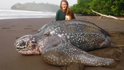 Rescued from the Heat: The Incredible Survival of a Leatherback Sea Turtle in Equatorial Guinea