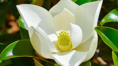 Revealing the Ancient Secret: How Magnolias Became Pollinated by Beetles