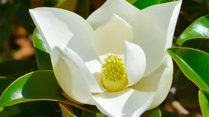 Revealing the Ancient Secret: How Magnolias Became Pollinated by Beetles