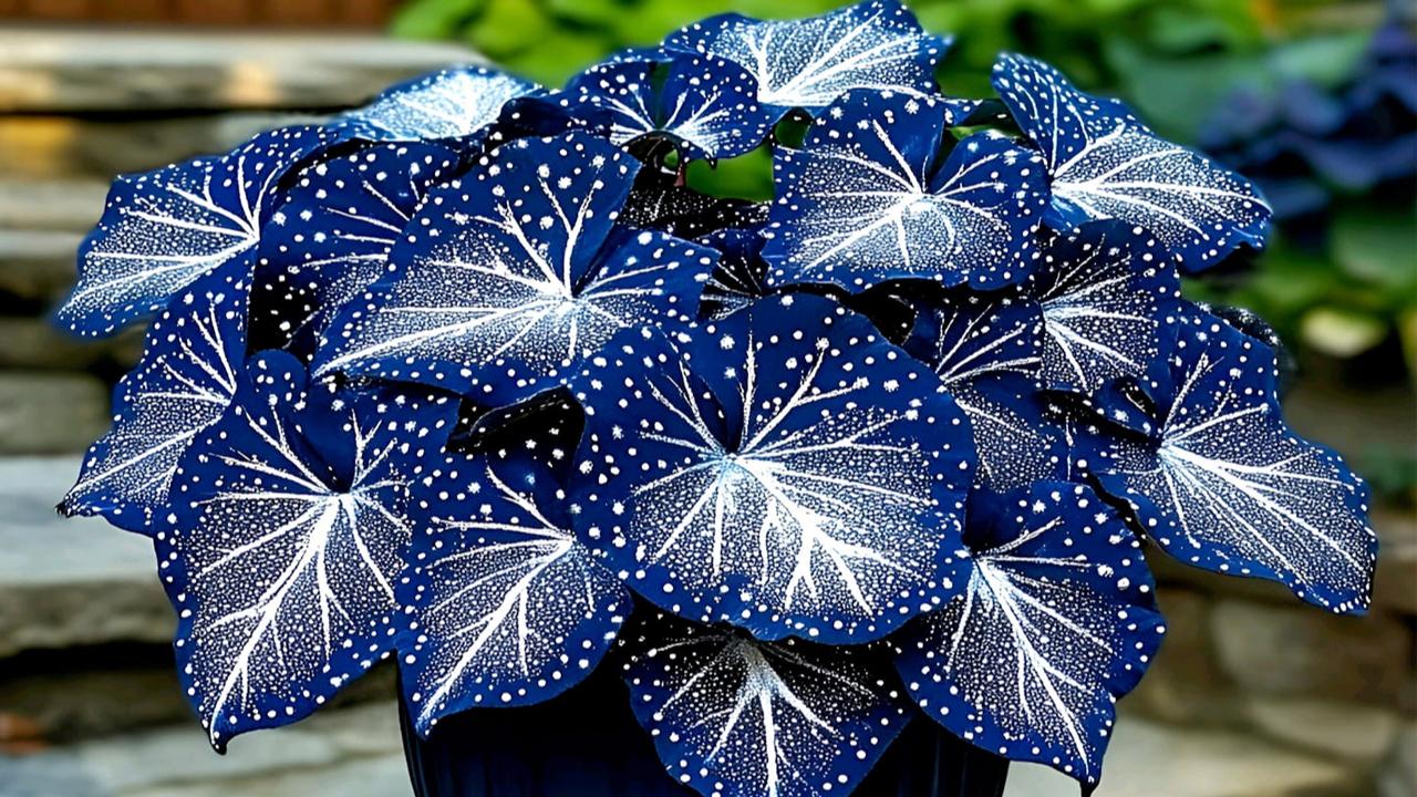 Rex Begonia Care: How to Grow Stunning Foliage Without Common Mistakes
