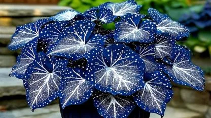 Rex Begonia Care: How to Grow Stunning Foliage Without Common Mistakes