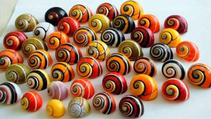 The Colorful Cuban Tree Snails at Risk: Why Beauty Could Be Their Downfall