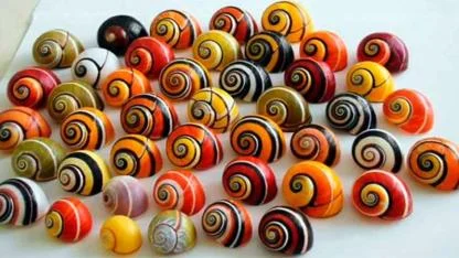 The Colorful Cuban Tree Snails at Risk: Why Beauty Could Be Their Downfall