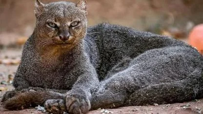 The Vanished Jaguarundi: The Mysterious Yapping Cat That Disappeared from America