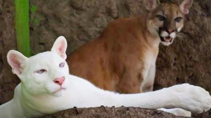 The White Ghost of Nicaragua: The Rare Albino Puma Captivating the World