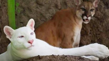 The White Ghost of Nicaragua: The Rare Albino Puma Captivating the World