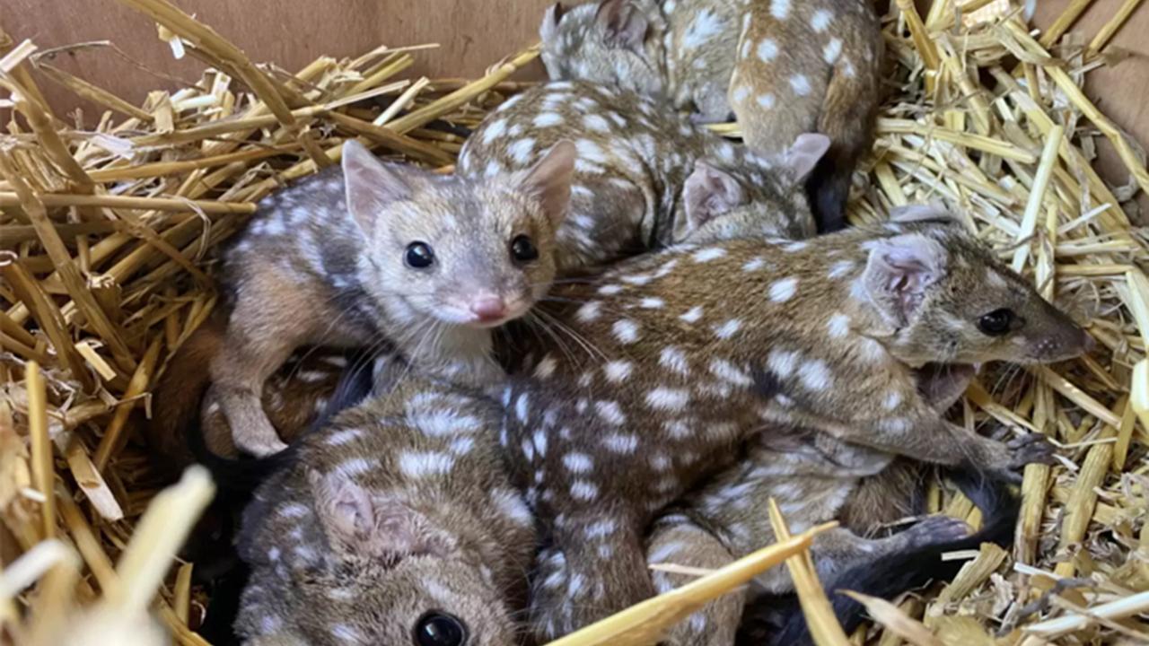 Western Quolls Make a Triumphant Return: Australian Researchers Celebrate Rare Marsupial’s Rebirth