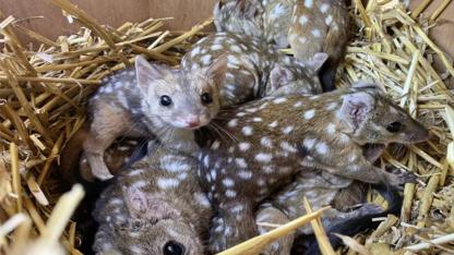 Western Quolls Make a Triumphant Return: Australian Researchers Celebrate Rare Marsupial’s Rebirth