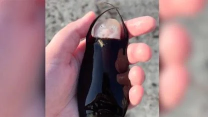 Woman Discovers a 'Mermaid’s Purse' on Florida Beach and Witnesses a Rare Birth