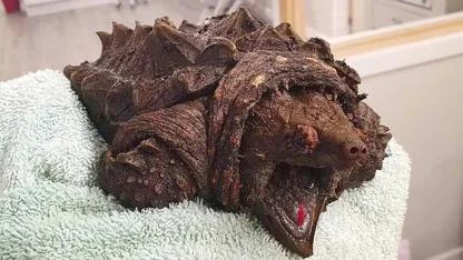 Woman Walking Dog Discovers “Dinosaur-Like” Creature in English Lake — The Truth Leaves Everyone Astonished