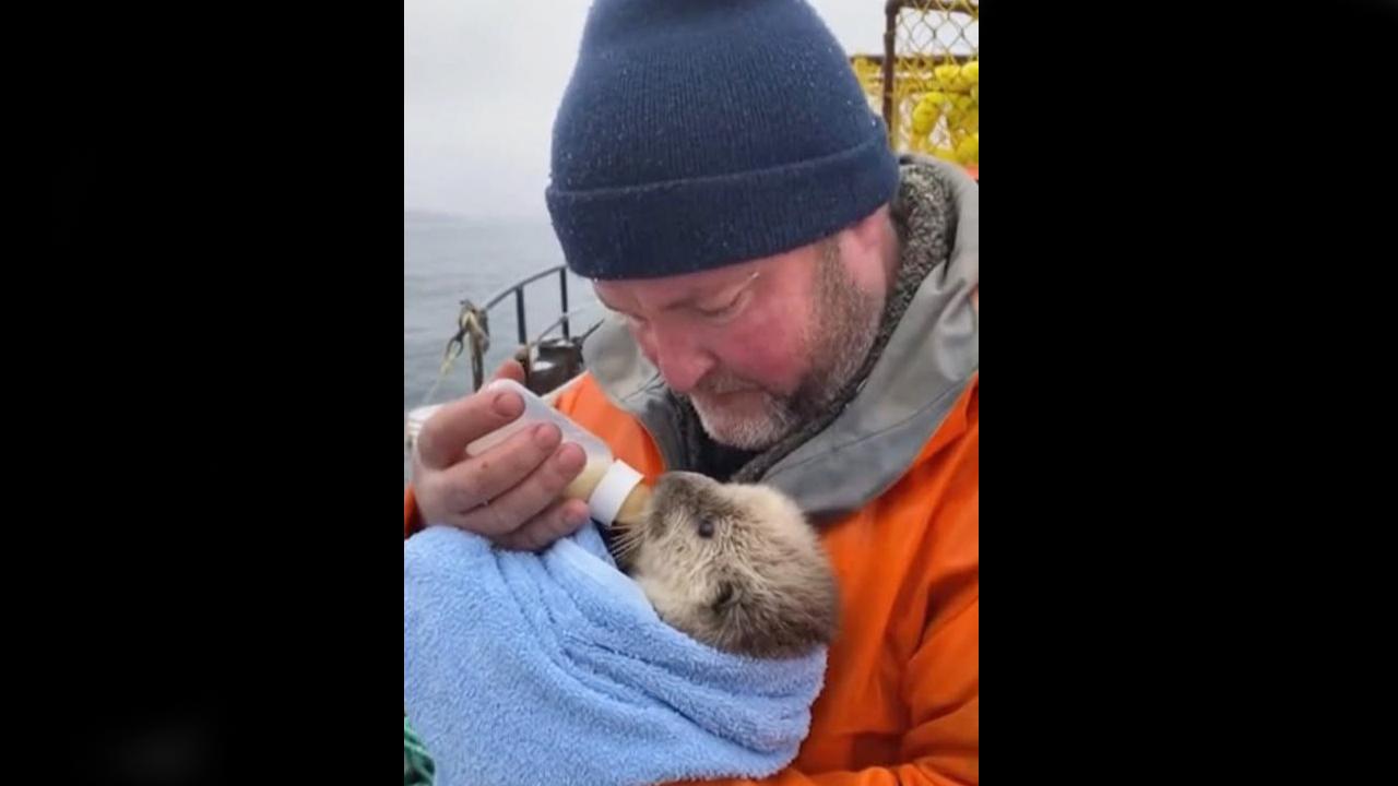 A Fisherman’s Unexpected Rescue: How Compassion Saved a Baby Sea Otter 20 Miles from Shore
