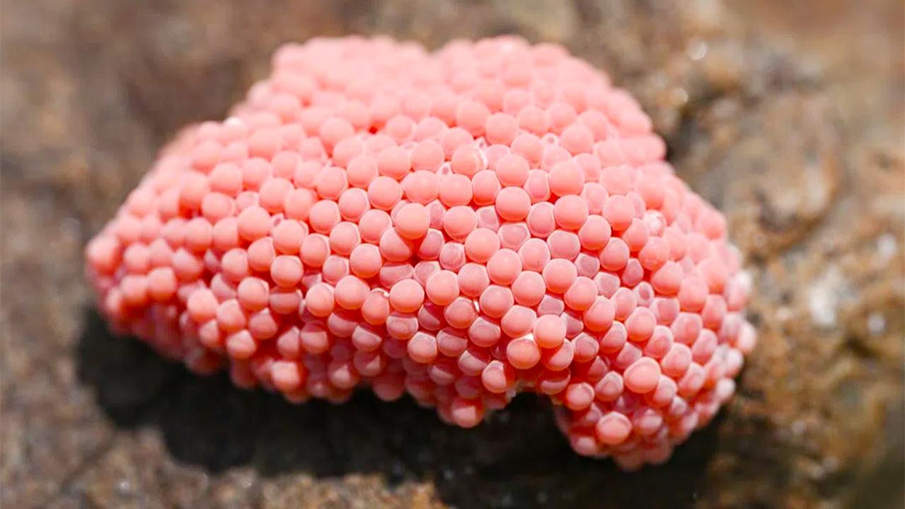 Bright pink Eggs in Your Garden? Here’s Why They’re Dangerous and How to Get Rid of Them