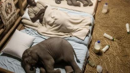 Heart-Mending Nights: How Caregivers Comfort Orphaned Baby Elephants Until They Learn to Trust Again