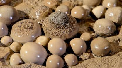 Hidden Wonders: The Mesmerizing Formation and Science of Cave Pearls