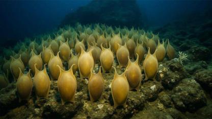 Millions of ‘Golden Eggs’ Found Near Hidden Underwater Volcano Shock Scientists
