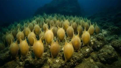 Millions of ‘Golden Eggs’ Found Near Hidden Underwater Volcano Shock Scientists