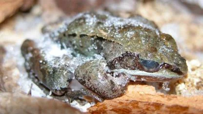 Frozen But Alive: How Alaskan Wood Frogs Cheat Death Each Winter