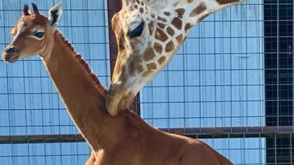 Meet Kipekee: The World’s Only Spotless Giraffe Born in Tennessee